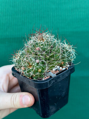 Mammillaria camptotricha