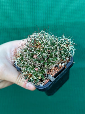 Mammillaria camptotricha