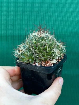 Mammillaria camptotricha