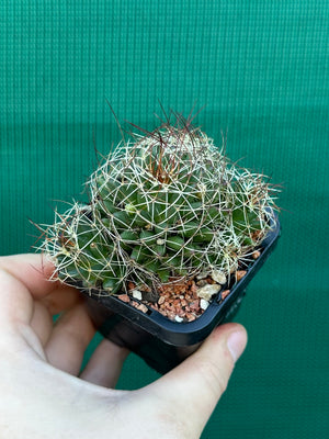 Mammillaria camptotricha