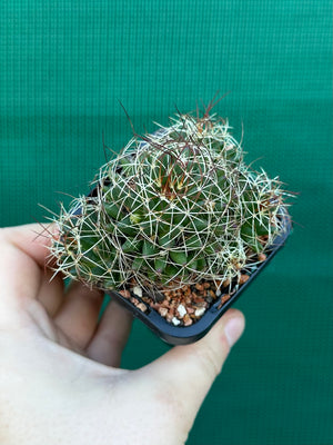 Mammillaria camptotricha