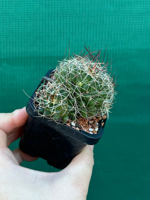 Mammillaria camptotricha