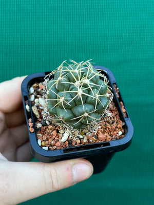 Coryphantha elephantidens