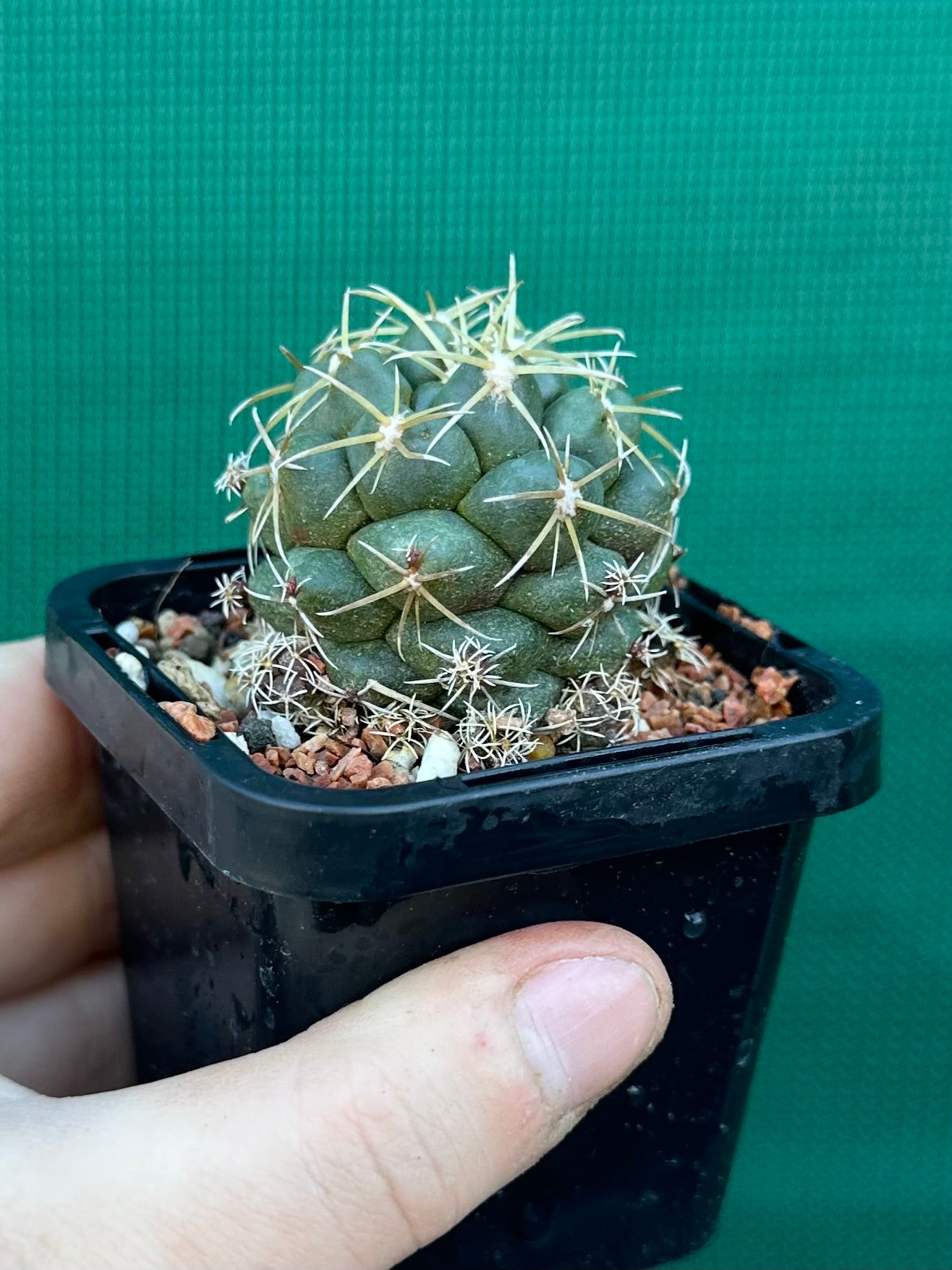 Coryphantha elephantidens