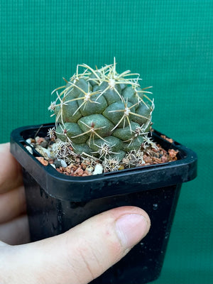 Coryphantha elephantidens