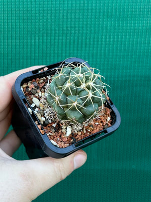 Coryphantha elephantidens