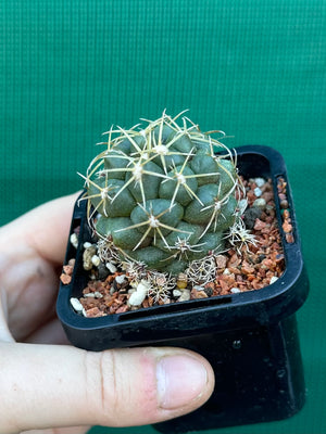 Coryphantha elephantidens