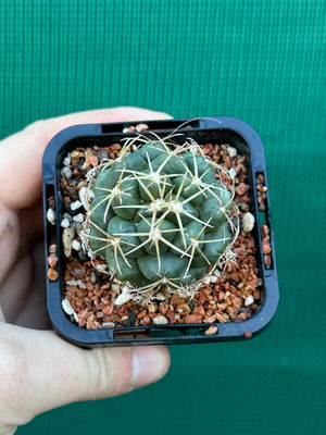 Coryphantha elephantidens