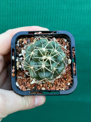 Coryphantha elephantidens