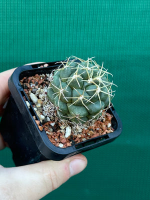 Coryphantha elephantidens