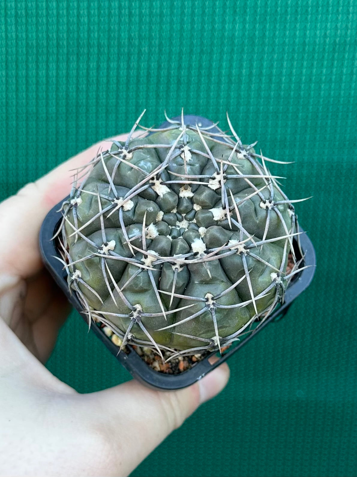 Gymnocalycium keislingii v castenea