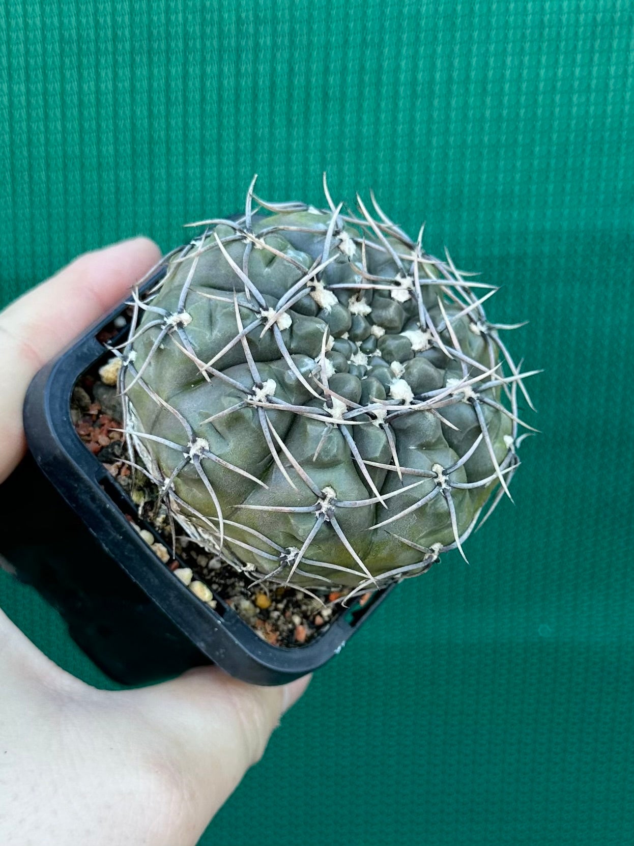 Gymnocalycium keislingii v castenea