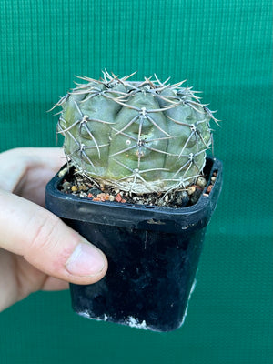 Gymnocalycium keislingii v castenea