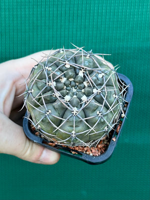 Gymnocalycium keislingii v castenea