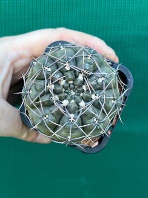 Gymnocalycium keislingii v castenea