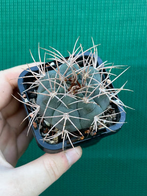 Gymnocalycium guanchinense