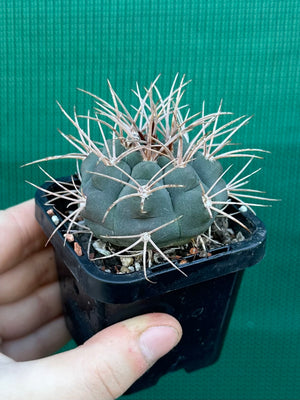 Gymnocalycium guanchinense