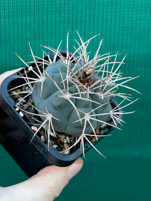 Gymnocalycium guanchinense