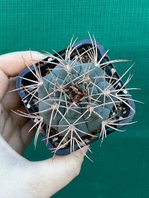 Gymnocalycium guanchinense