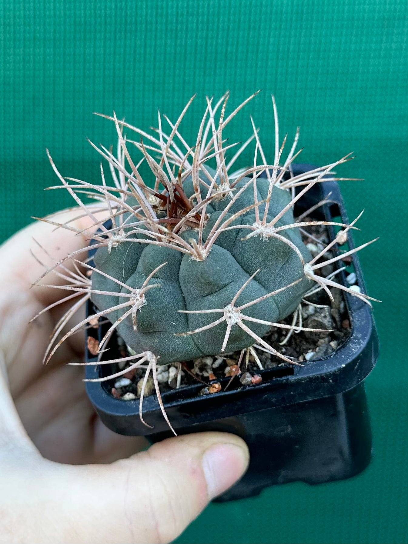 Gymnocalycium guanchinense