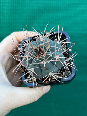 Gymnocalycium guanchinense