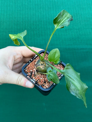 Ledebouria maculatus