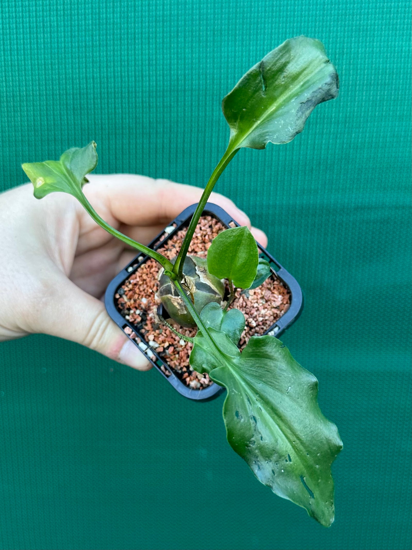 Ledebouria maculatus