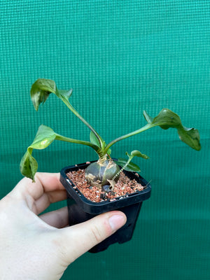 Ledebouria maculatus