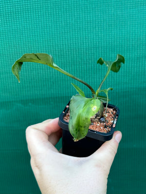 Ledebouria maculatus