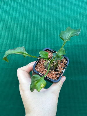 Ledebouria maculatus