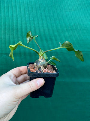 Ledebouria maculatus