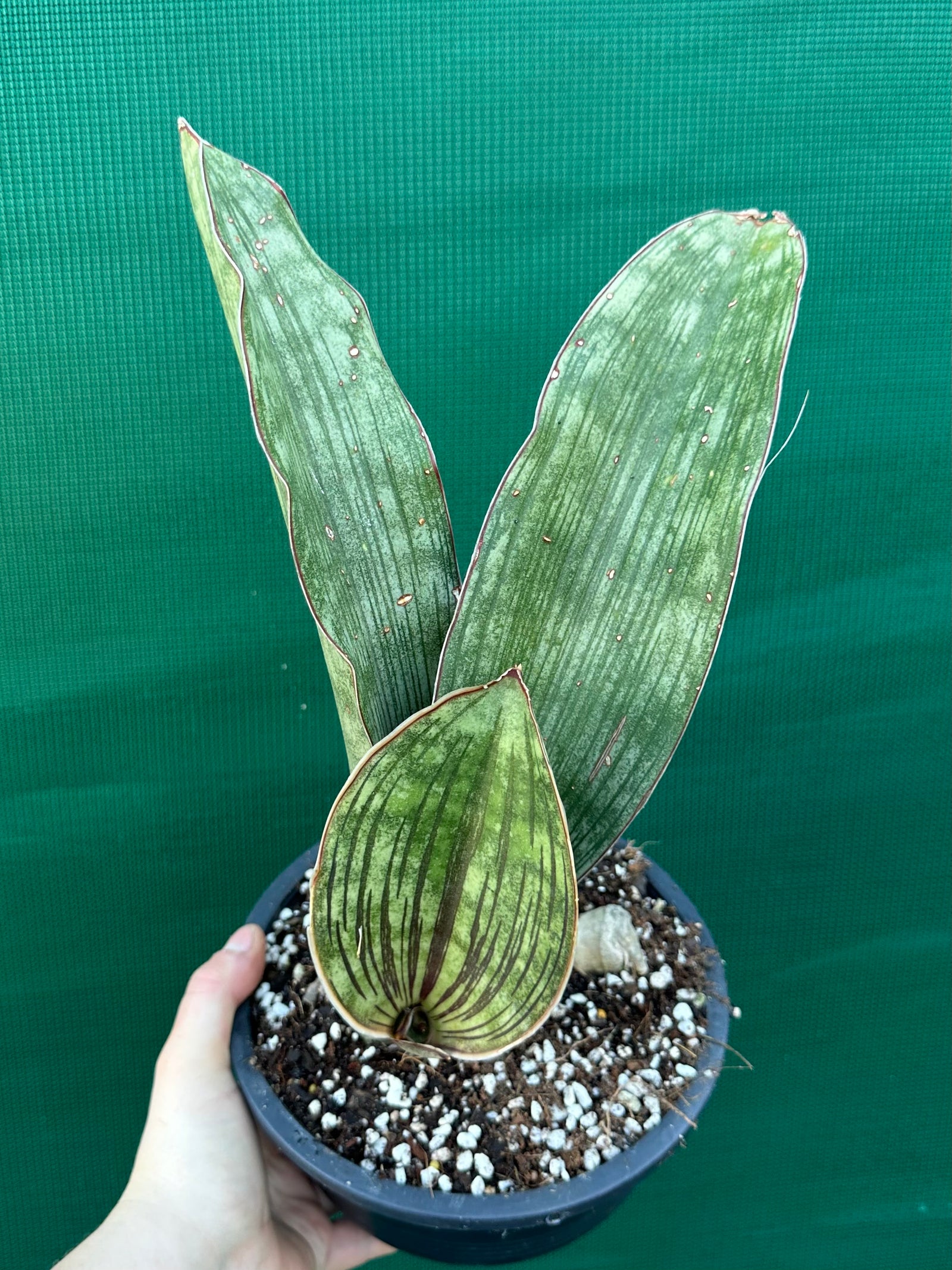 Sansevieria ‘Malawi Bat’