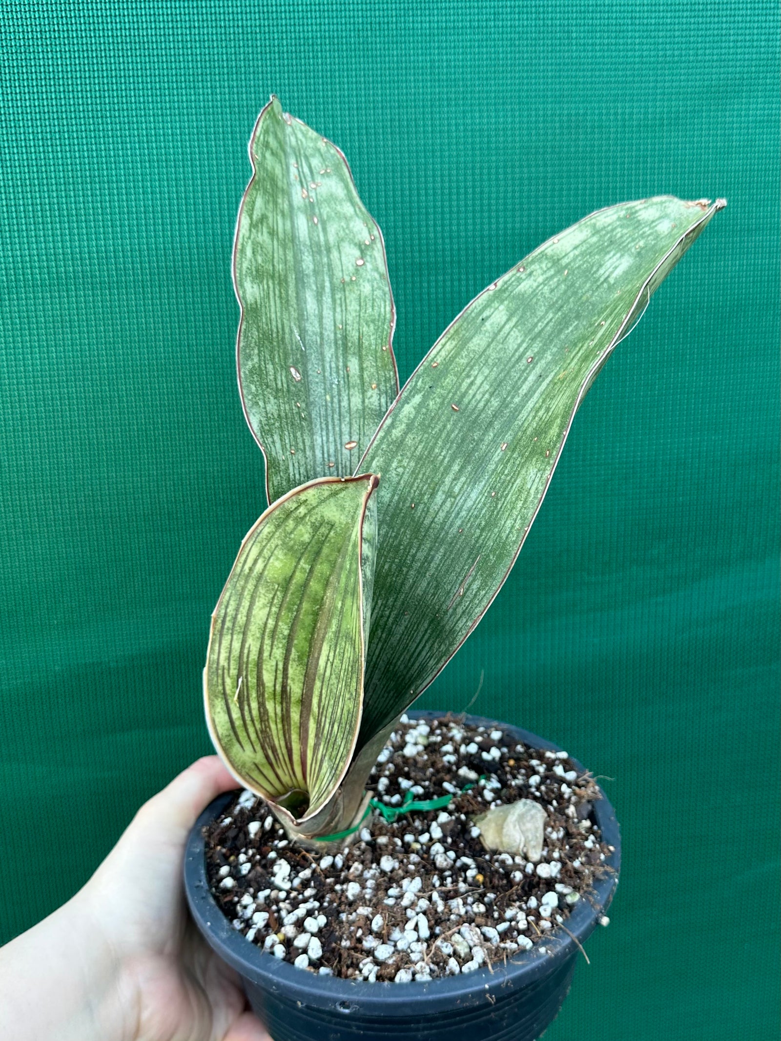 Sansevieria ‘Malawi Bat’
