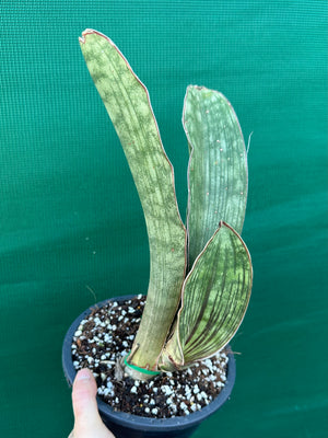 Sansevieria ‘Malawi Bat’