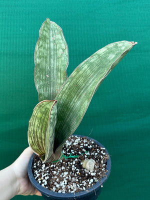 Sansevieria ‘Malawi Bat’