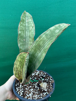 Sansevieria ‘Malawi Bat’