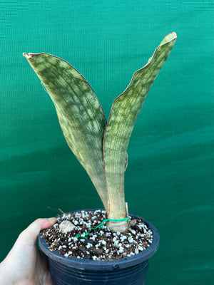 Sansevieria ‘Malawi Bat’
