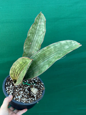 Sansevieria ‘Malawi Bat’