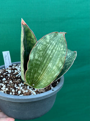Sansevieria ‘Malawi Bat’