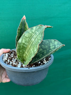 Sansevieria ‘Malawi Bat’