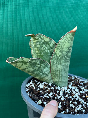 Sansevieria ‘Malawi Bat’