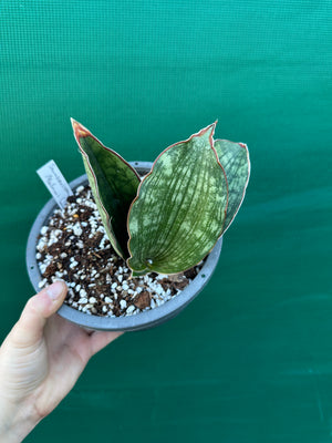 Sansevieria ‘Malawi Bat’
