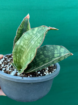 Sansevieria ‘Malawi Bat’