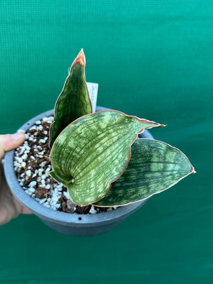 Sansevieria ‘Malawi Bat’
