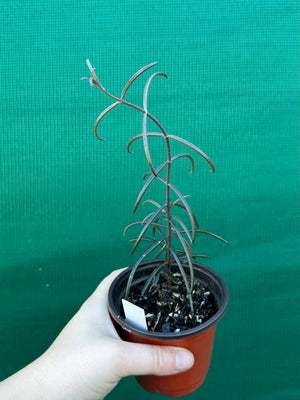 Kalanchoe beauverdii