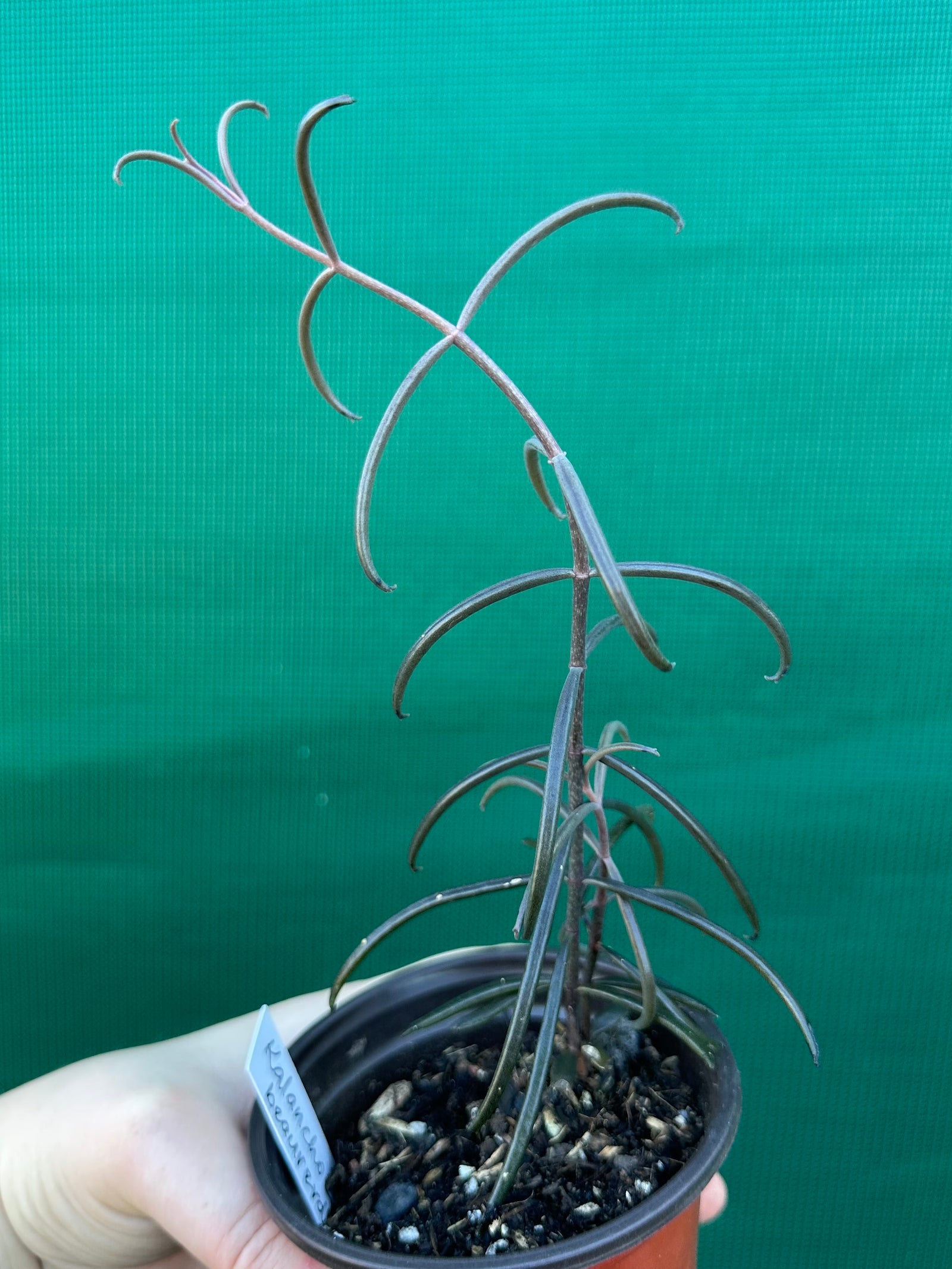 Kalanchoe beauverdii