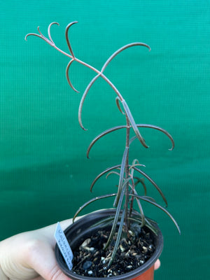 Kalanchoe beauverdii