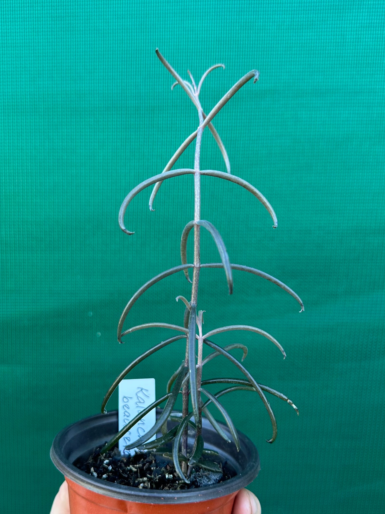 Kalanchoe beauverdii