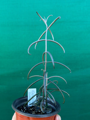 Kalanchoe beauverdii