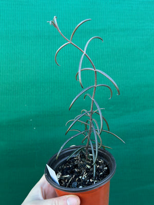 Kalanchoe beauverdii